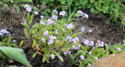 buntes-vergissmeinnicht-myosotis-discolor-l-16985.jpeg