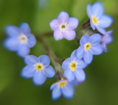 buntes-vergissmeinnicht-myosotis-discolor-pers-16767.jpeg