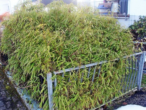 Eine etwas irreführende Namensgebung, da es cih nicht um eine Bambusart handelt, sondern zu den Süßgräsern(Poaceae) gehört.
https://de.wikipedia.org/wiki/Zimmerbambus

Aufnameort: Eibelshausen Vorgarten
Kamera: Canon EOS 1300D