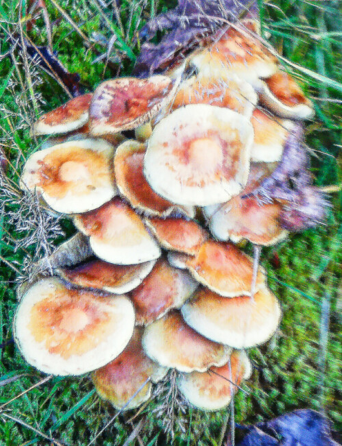 Eine Art Pilz, die zur Familie der Träuschlingsverwandten(Strophariaceae) gehört. Sie gilt als gftig.
https://de.wikipedia.org/wiki/Schwefelk%C3%B6pfe

Aufnameort: Eiershausen Gemeindewiese
Kamera: Canon EOS 1300D