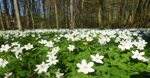 Ganz in der Nähe der Grube Messel standen im April die Buschwindröschen in voller Blüte - welche Pracht!

Aufnameort: Grube Messel, Darsmatdt
