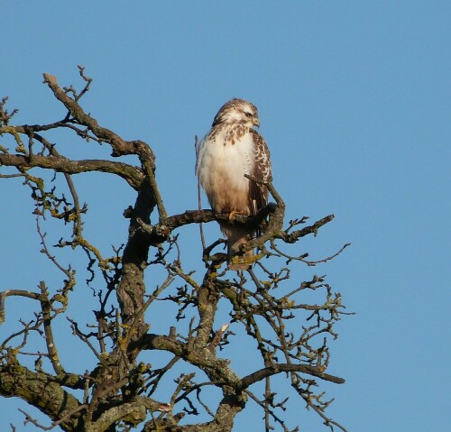 Dieser "Typ" saß auf einem alten Apfelbaum. Ich halte ihn für einen abnorm gefärbten Bussard. Es handelt sich vermutlich um einen
juv. Adlerbussard. Vorkommen: Nordafrika, Türkei

Aufnameort: Egelsbach/Hessen
Kamera: Lumix FZ 48