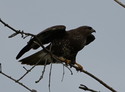 Nach dem Auftauchen einer zweiten Elster hob der Bussard entnervt ab.

Aufnameort: Brück Merheimer Aue
Kamera: Sony Alpha 7/II