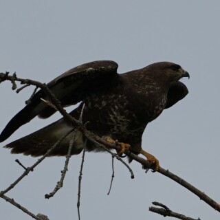 bussard-im-abflug-29063
