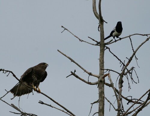 bussard-und-elster-29062.jpeg