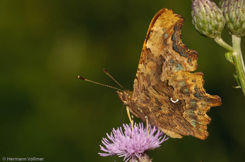 

Aufnameort: DEU, BW, Hemmingen
Kamera: Nikon D300, Sigma 3,5/180 Macro, Blitz