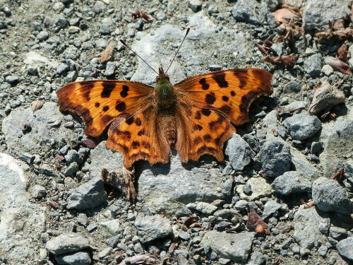 Dieser C-Falter begegnete mir im Taunus in der Nähe von
Weilrod. Zusammen mit einem großen Schillerfalter flatterten sie die ganze Zeit vor mir her und ließen sich auch willig fotografieren.

Aufnameort: Taunus/Nähe Weilrod
Kamera: Lumix FZ 48