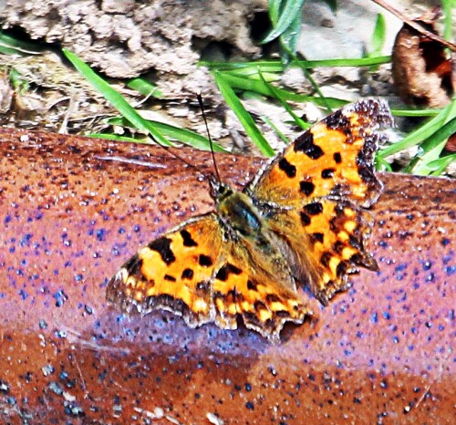 c-falter-polygonia-c-album-l-1758-05-mannlich-19476.jpeg