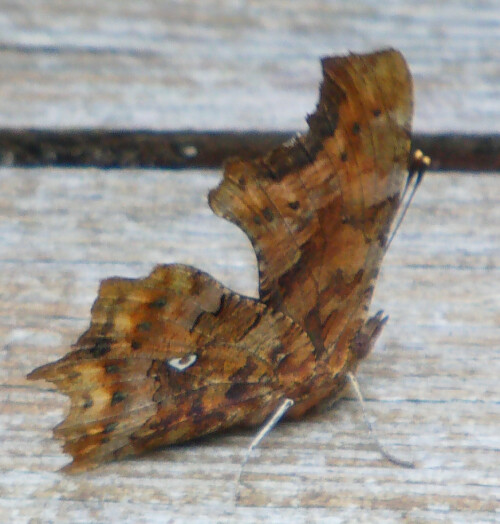 c-falter-polygonia-c-album-l-1758-10792.jpeg