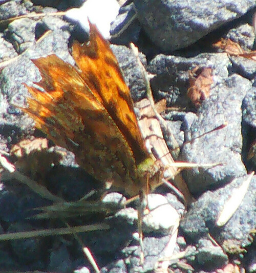 Ein Falter, der anhand seiner charakteristischen Flügelform sowie einem weißen C auf der Fügelunterseite erkannt werden kann.
Wie viele Schmetterlinge sucht er gerne besonnte Plätze und Blumen wie z. B. auch Doldenblütler auf.
http://de.wikipedia.org/wiki/C-Falter

Aufnameort: Eiershausen Schwarzbachtal
Kamera: Medion Digitaler Full-Camcorder mit Touchscreen Medion Life