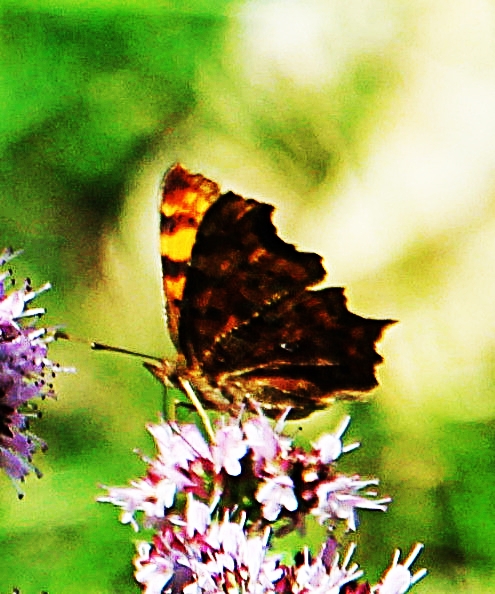 c-falter-polygonia-c-album-l-1758-19169.jpeg