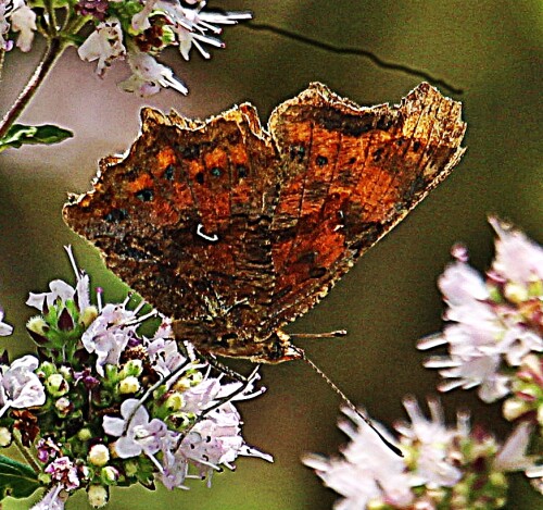 c-falter-polygonia-c-album-l-1758-19199.jpeg