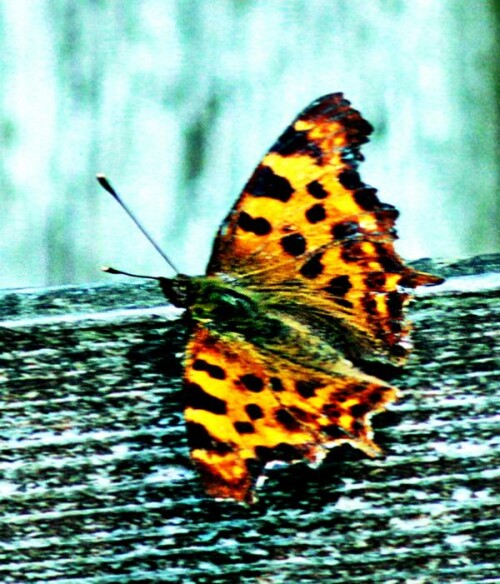 c-falter-polygonia-c-album-l-1758-21071.jpeg