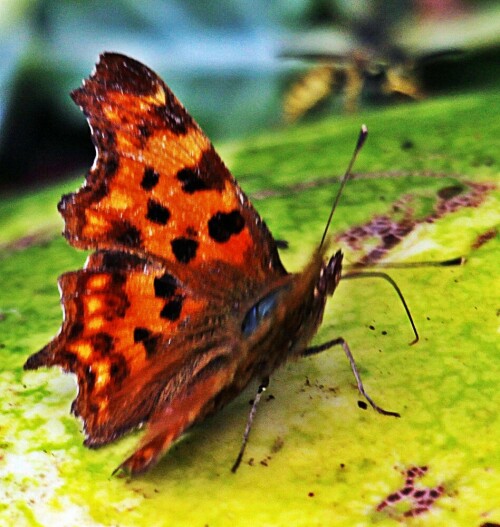 c-falter-polygonia-c-album-l-1758-auf-kompost-19272.jpeg