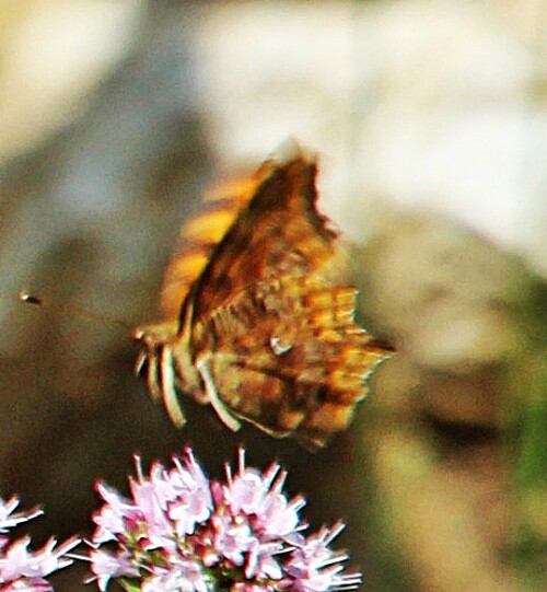 c-falter-polygonia-c-album-l-1758-im-flug-19170.jpeg