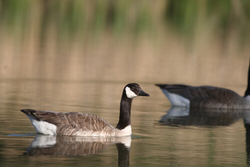 

Aufnameort: Vogelinsel bei Muhr in Mittelfranken
Kamera: Canon EOS400D + Canon EF 300 4.0 USM IS L