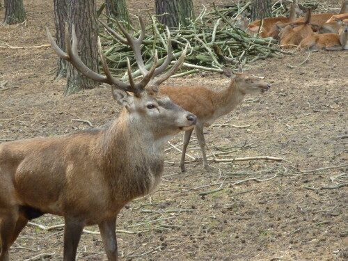 

Aufnameort: Schorfheide
