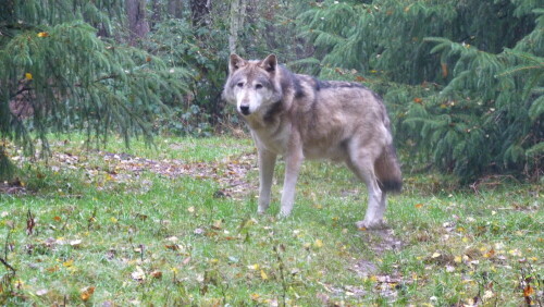 

Aufnameort: Schorfheide
