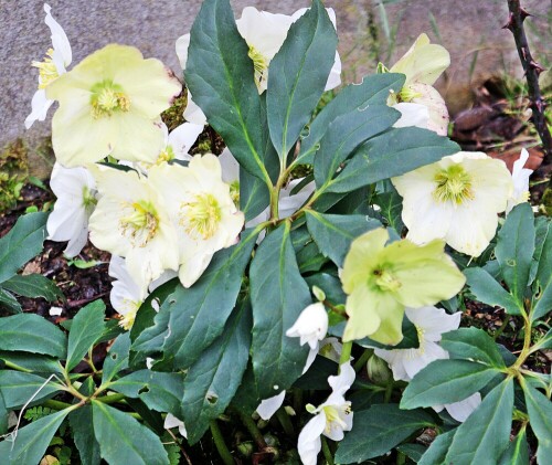 Die Schneerose gehört zu den Hahnenfußgewächsen(Ranunculaceae).
https://de.wikipedia.org/wiki/Schneerose

Aufnameort: Eiershausen Garten
Kamera: Canon EOS 1300D