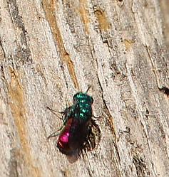 chrysis-inaequalis-dahlbom-1845-14336.jpeg