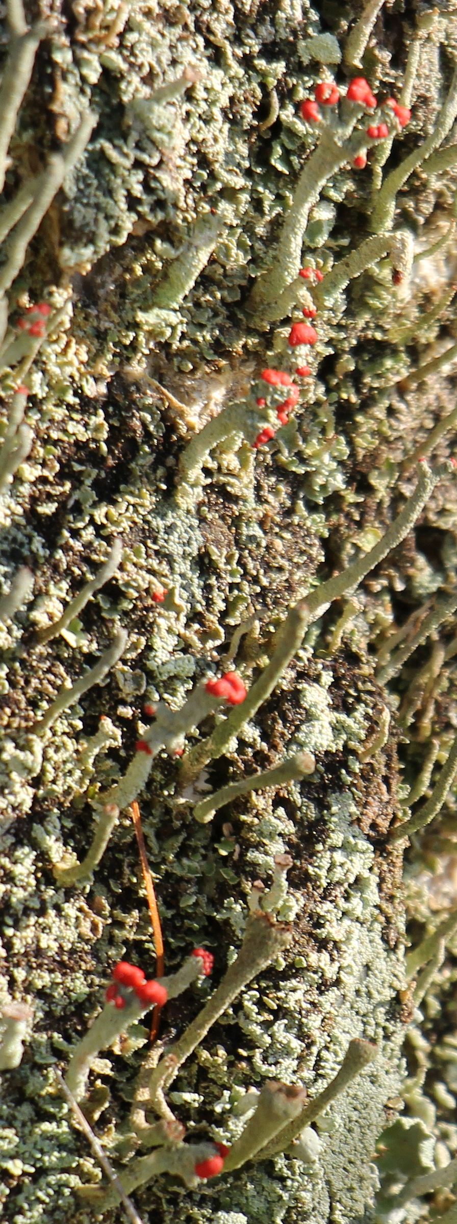 Eine Flechte, die durch ihre orangeroten Fruchtkörper(Apothecien) ggf. auffallen kann:(Bildmitte etwa in einem vertikalen Streifen)
Cladonia bellidiflora(Ach.)Schaer;
(rechts davon unten) eine Flechte, die durch ihre braunen Fruchtkörper(Apothecien) ggf. auffallen kann:
Cladonia  cervicornis(Ach.) Flot.
[Anmerkung:
Ähnlich wie bei manchen Pilzenarten(z. B. Täublingen) ist eine Artunterscheidung manchmal nur mit Hilfe von Chemikalien möglich.
Auch bei Flechten als eine Symbiose aus Pilz und Alge helfen Chemikalien oft zur Artunterscheidung.] 


Aufnameort: Eiershausen Waldrand des Hirschbergwaldes
Kamera: Canon EOS 700D