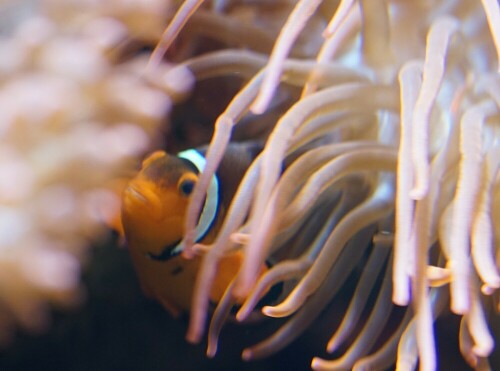 

Aufnameort: Kölner Zoo
Kamera: Sony Alpha 7/II