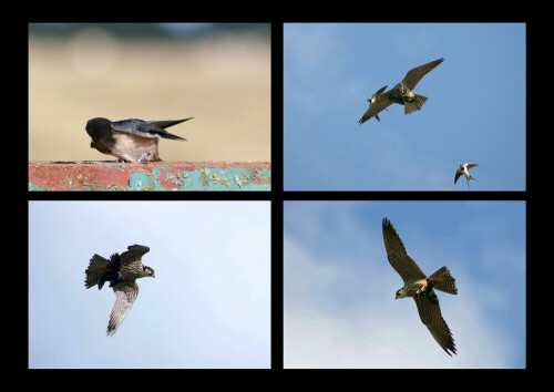 Hier eine Collage mit den spannenden Bildern des Beutefluges vom Baumfalken. Er ergriff vor meinen Augen die junge Rauchschwalbe, die man oben links im Foto sieht. 
Ein einmaliges wildelife Naturerlebnis, das an Dramatik wohl kaum zu überbieten ist.

Aufnameort: Radegast an der Elbe
Kamera: Sony Alpha 350, Tele 120 - 400 mm