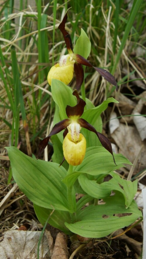 cypripedium-calceolus-frauenschuh-22787.jpeg