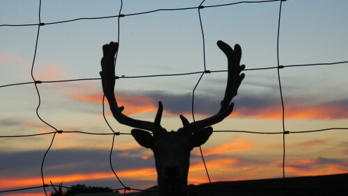 

Aufnameort: Wildgehege in der Eifel
Kamera: samsung wb1200