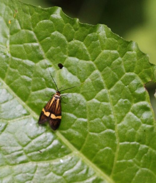 degeers-langfuhler-nemophora-d-14273.jpeg