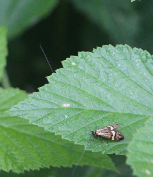 Eine Langhornmotte, die auch über ihr Flügelband erkannt werden kann.
http://www.insektenbox.de/schmet/nemode.htm

Videoclip:
https://www.youtube.com/watch?v=c8HLzmgkMTU
https://www.youtube.com/watch?v=jSImjx8XF4g
https://www.youtube.com/watch?v=3vSv7g863WY


Aufnameort: Eiershausen Schwarzbachtal
Kamera: Canon EOS 700D