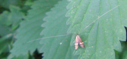 degeers-langfuhler-nemophora-degeerella-l-1758-10987.jpeg