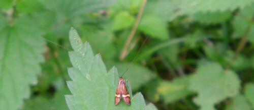 degeers-langfuhler-nemophora-degeerella-mannchen-10890.jpeg