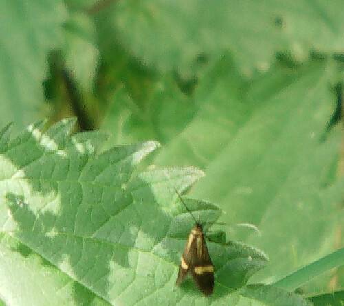 degeers-langfuhlerinemophora-degeerella-10863.jpeg