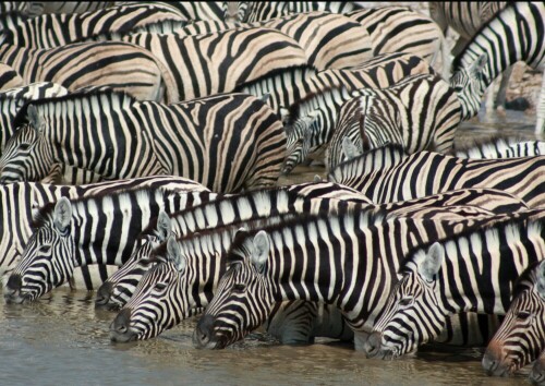 An einem Wasserloch im Etosha-Park.

Aufnameort: Etosha-Park - NAmibia
Kamera: Canon 450D