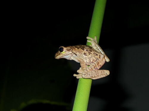 

Aufnameort: Selva Verde (Costa Rica)
Kamera: Leica D-Lux 4