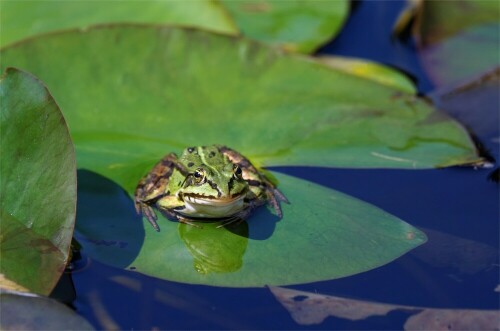 Auf seinem Seerosenblatt saß er wie auf einem Thron. Teichfrosch beim Sonnenbad

Aufnameort: Oberlausitz
Kamera: Sony A 77 II