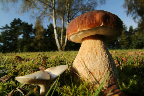 Dieser Steinpilz am Waldesrand durfte stehen bleiben - vielleicht wird er noch viel prächtiger - vielleicht findet ihn ein Pilzliebhaber - vielleicht fressen ihn auch die Maden auf. Für mich ist er ein lohnendes und schönes Fotomotiv.

Aufnameort: Bei Dannenberg im Wendland
Kamera: Canon 70D