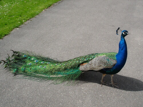 der Pfau, zählt zu den ältesten Ziervögeln

Aufnameort: Stadpark Lahr
Kamera: Panasonic