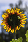 Sonnenblume im Gegenlicht

Aufnameort: Groß Boden
Kamera: SIGMA SD 10