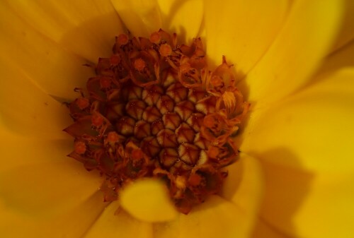 Die Blüte der Ringelblume im Detail.

Aufnameort: Merheimer Gärten Köln
Kamera: Sony Alpha 7/II