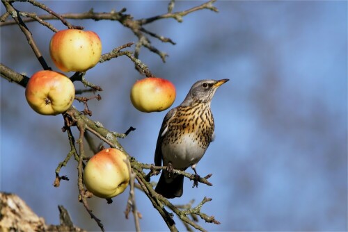 dezemberapfel-wacholderdrossel-auf-einem-apfelbaum-15665.jpeg