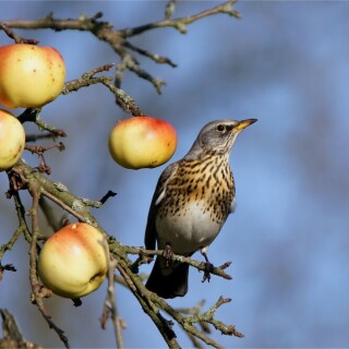 dezemberapfel-wacholderdrossel-auf-einem-apfelbaum-15665