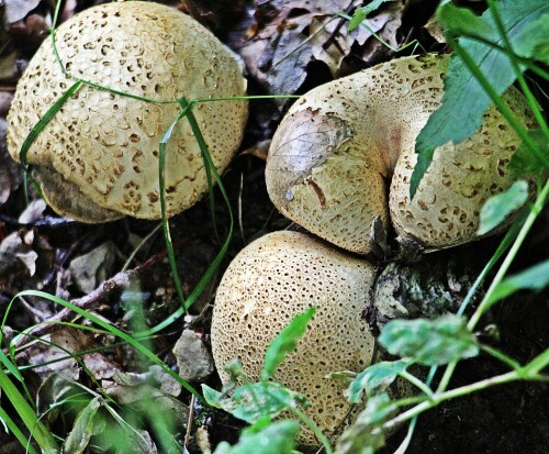 Im Herbst kann der Dickschalige Kartoffelbovist auf sandigem, versauertem Substrat unter trockenen Nadel- und Mischwäldern gefunden werden. Er kann vom Sommer bis Spätherbst(etwa Juli bis November) gefunden werden.
https://de.wikipedia.org/wiki/Dickschaliger_Kartoffelbovist

Aufnameort: Eiershausen Hirschbergwald
Kamera: Canon EOS 1300D