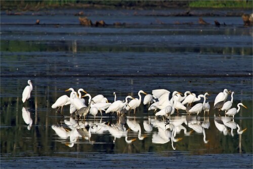 Die Reiher brauchten ihre Beute nur abzufischen an diesem abgelassenen See.
Ein wunderschöner Anblick mit der Spiegelung.

Aufnameort: Oberlausitz, Förstgen
Kamera: Canon Eos 7D, 400 mm