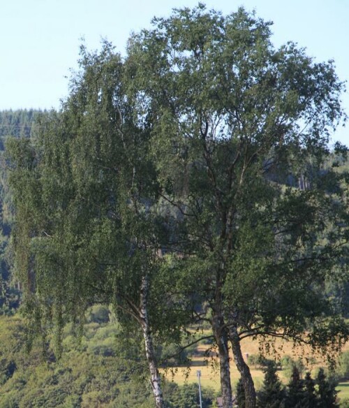 Nordöstlich von Eiershausen wachsen drei Birken zwischen Äckern und Feldern. Vor "neuzeitlicher" Geländeortung eine örtlich bekannte Geländebegebenheit.
https://de.wikipedia.org/wiki/Birken

Aufnameort: Eierhausen im Nordosten
Kamera: Canon EOS 700D