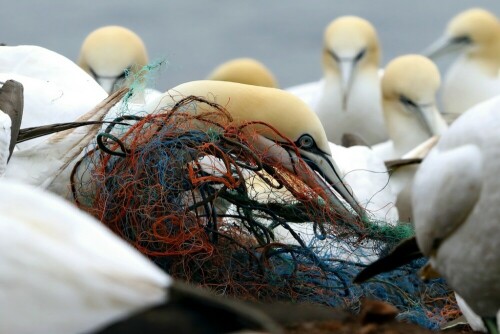 Leider sind die Basstölpel aus Mangel an Nistmaterial.. oder ist es gar deren Bequemlichkeit? fleißig am Netze sammeln für das Nest auf den kargen Felsen von Helgoland. 
Schlimm, was sie alles finden und heran bringen.Schlimm, was wir Menschen der Natur antun.  Aber Helgoland tut viel! Es stehen Sammelbehälter auf der Düne wo man Netze usw. hineinwerfen kann, damit die Basstölpel und auch viele andere Vögel  nicht das untypische Nistmaterial verwenden können und sich unter Umständen daran erhängen. Das sah ich leider auch schon. Aufnahme von Ende März, Helgoland

Aufnameort: Helgoland, Lummenfelsen
Kamera: Canon 7DMark II, 70 - 200 mm Tele, Konverter