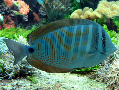 Doktorfische (Acanthuridae) bekommt man in einheimischen Gewässern nicht vor die Linse. Diesen Doktorfisch habe ich in einem Aquarium fotografiert. Das Aquarium stand in der Cafèteria im Berliner Tierpark und war eines der größten dort. Fische im Aquarium zu fotografieren ist aufgrund der Reflexionen von den Aquarienwänden ohne Hilfsmittel schwierig. Mit etwas Ausdauer und mehreren Versuchen gelingt es aber auch so mit einer normalen Kompaktkamera

Aufnameort: Tierpark Berlin Friedrichsfelde, Aquarium in der Cafèteria
Kamera: Canon PowerShot A610