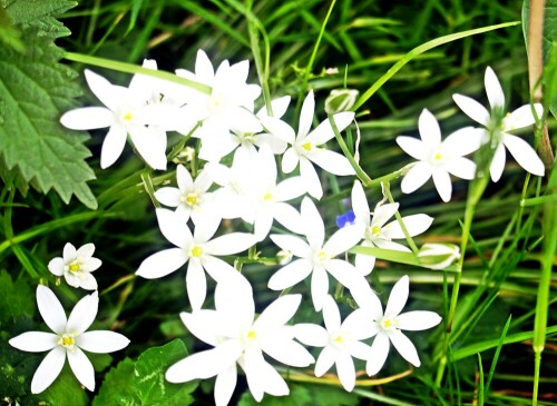 dolden-milchstern-ornithogalum-umbellatum-l-20819.jpeg