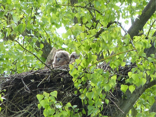 Die Uhubrut im Storchennest besteht aus zwei gesunden Jungvögel.

Aufnameort: Gersprenz
Kamera: Lumix fz 48